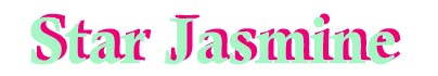 jasmine4.jpg (9152 bytes)