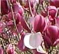 magnolia12.jpg (8715 bytes)