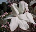 magnolia13.jpg (6958 bytes)