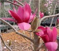 magnolia14.jpg (7808 bytes)