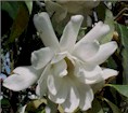 magnolia15.jpg (6809 bytes)