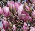 magnolia16.jpg (8201 bytes)