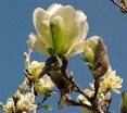 magnolia20.jpg (6540 bytes)