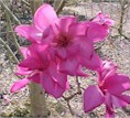 magnolia5.jpg (8028 bytes)