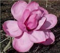 magnolia8.jpg (6883 bytes)